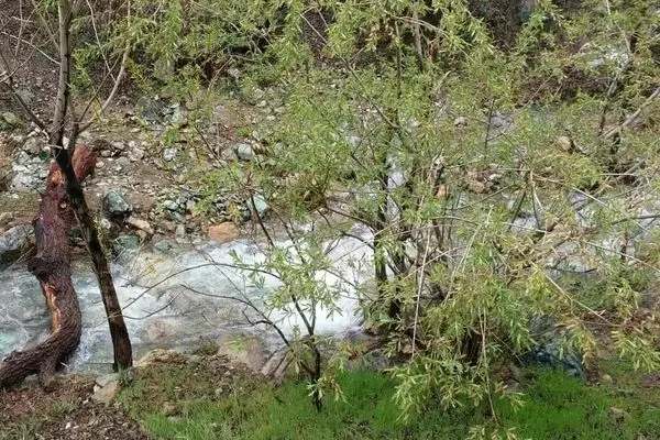کشف جسد استاد دانشگاه در تهران